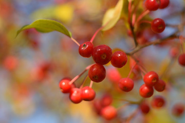 Autumn colors closeup