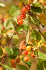 Autumn colors closeup