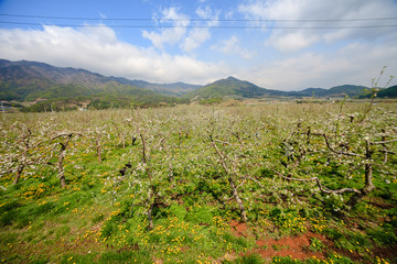 Beautiful spring apple blossom