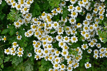 Anthemis arvensis in a flower border