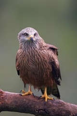 Black kite (Milvus migrans)