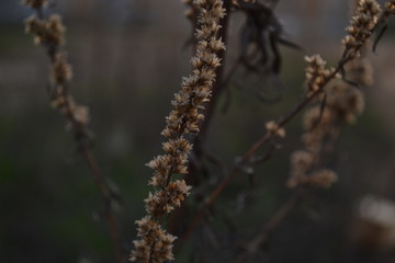 Fototapeta premium branch of wormwood