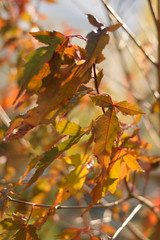 Autumn colors closeup