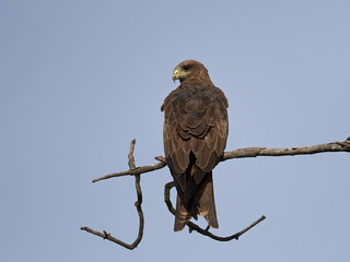 Black kite (Milvus migrans)