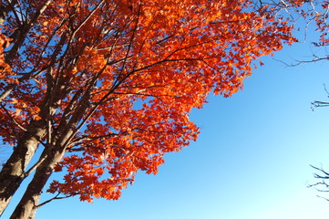 Highland Lake Autumn leaves