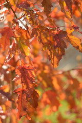 Naklejka na ściany i meble Autumn colors closeup