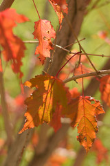 Autumn colors closeup
