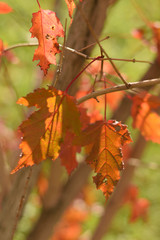 Autumn colors closeup
