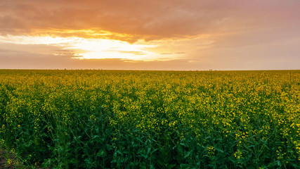 canola blooms in a field on a farm