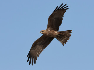 Black kite (Milvus migrans)