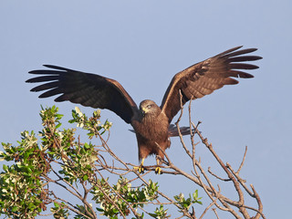 Black kite (Milvus migrans)