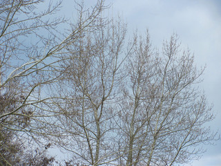 Fototapeta na wymiar bare tree branches and blue sky