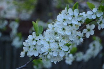 branch of a tree in spring