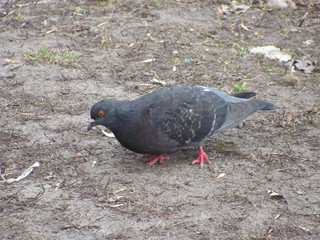 dove, walking on the ground