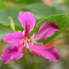 Butterfly Tree, Orchid Tree, Purple Bauhinia close up on the blurred background