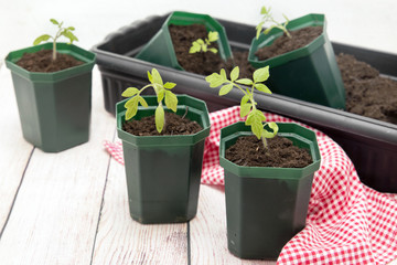 Tomato seedlings in green plastic pots. Growing tomatoes
