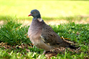 Wood Pigeon, Columba palumbus