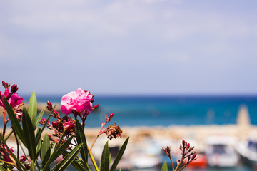 Flowers on the Cyprus Island