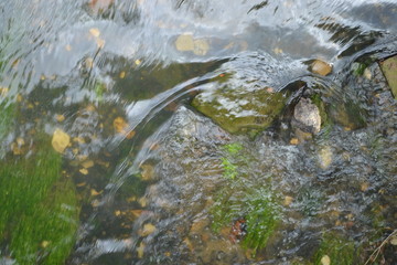 stream in the forest