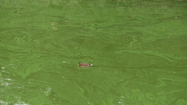 Duck swimming over a pond full of cyanobacteria (blue-green algae bloom)