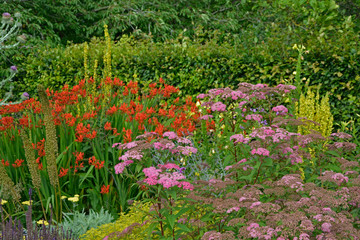 Colourful flower border Crocosmia and Achillea in a cottage garden