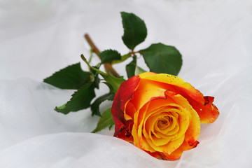 Colorful rose sprinkled with glitter on white textile with copy space