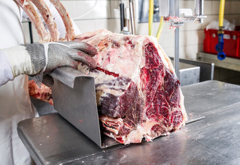 Raw dry aged wagyu porterhouse steak before cut up as closeup at the bench band saw
