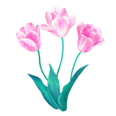 Bouquet of three pink tulips with green leaves in pastel colors. Hand drawn watercolor illustration. Isolated on white background.