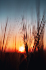 Close up of Rye cereal plants on field with blurry sunset in the back ground in late summer or autumn light. Old town of Braunschweig, Germany