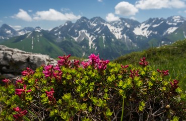 Alpenrosen in den Allgäuer Alpen