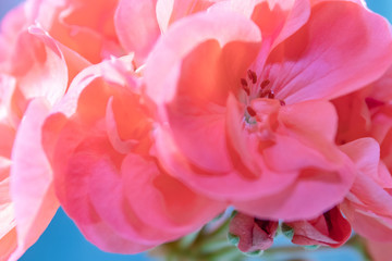 Abstract floral pink geranium flowers in sunlight on blue, closeup with selective focus.