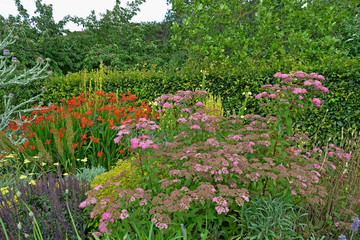 Colourful flower border Crocosmia and Achillea in a cottage garden