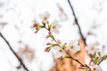 Cherry blossom in spring for background or copy space for text