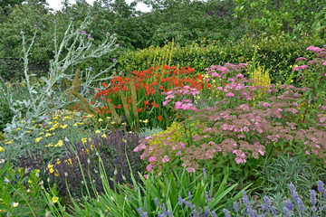 Colourful flower border with Lavandula, Crocosmia, Scotch Thistle and Achillea in a cottage garden © Garden Guru