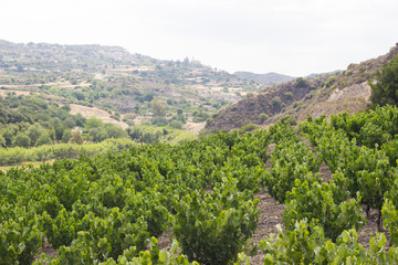 Fototapeta na wymiar Cyprus. View of the mountain, village and vineyards