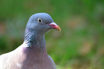 Portrait einer Ringeltaube