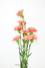 아름다운 봄 꽃, 리빙코랄 컬러 카네이션,안개꽃,장미