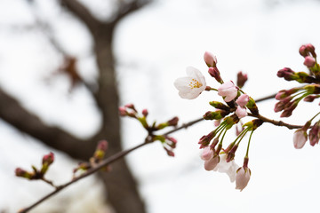 Cherry blossom in spring for background or copy space for text