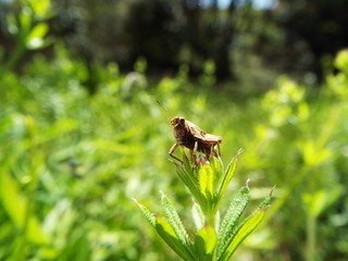 ヒシバッタ grasshopper