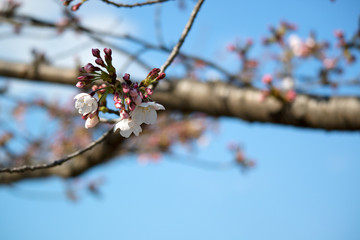 Cherry Blossoms in Osaka, Japan / 桜