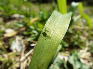アブラムシ aphid