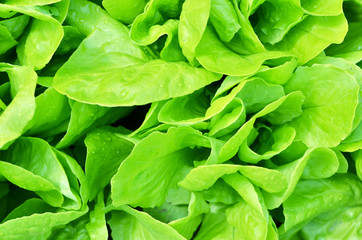 Salad texture. Green lettuce growing in vegetable garden.