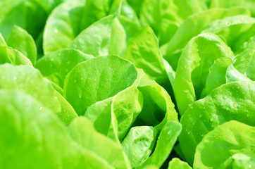 Fototapeta premium Salad texture. Green lettuce growing in vegetable garden.