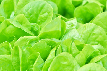 Salad texture. Green lettuce growing in vegetable garden.