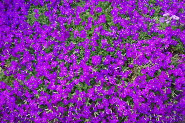 Fototapeta premium Blumenteppich im Garten
