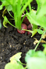 The garden is growing red radish.  Organic healthy food from your own garden.