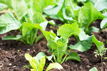 Cauliflower broccoli plant growing in a vegetable garden.