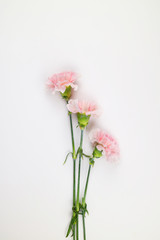 Naklejka na ściany i meble 아름다운 봄 꽃, 리빙코랄 컬러 카네이션,안개꽃,장미