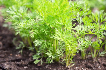 .Young carrot tops, growing vegetables in the open ground on fertile soil, the concept of agriculture and farms.