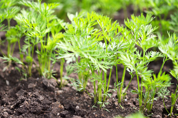 .Young carrot tops, growing vegetables in the open ground on fertile soil, the concept of agriculture and farms.